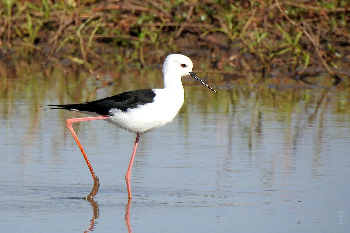 Эгэл хилэн жигүүр - ML628129782