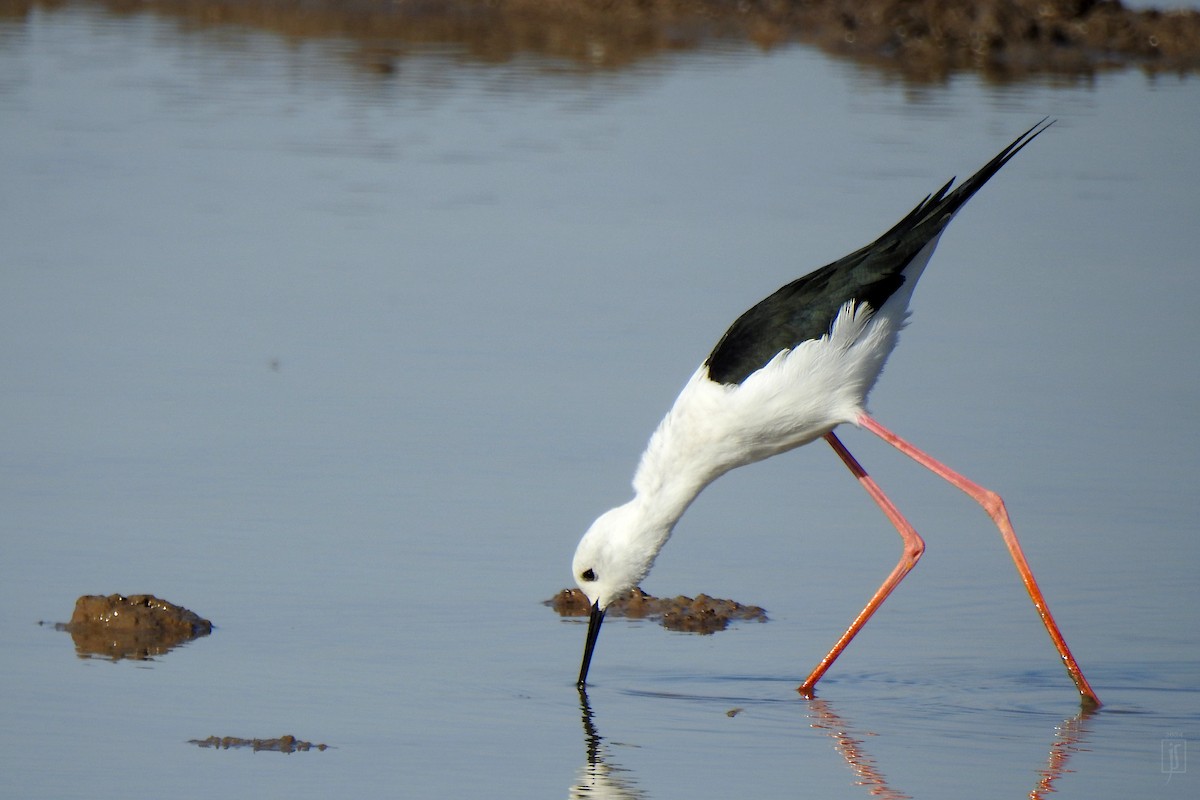 Эгэл хилэн жигүүр - ML628129783