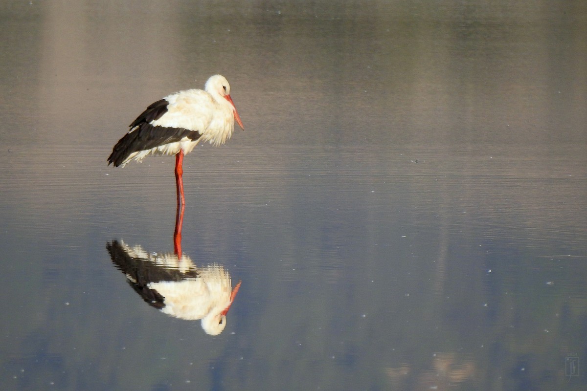 White Stork - ML628129791