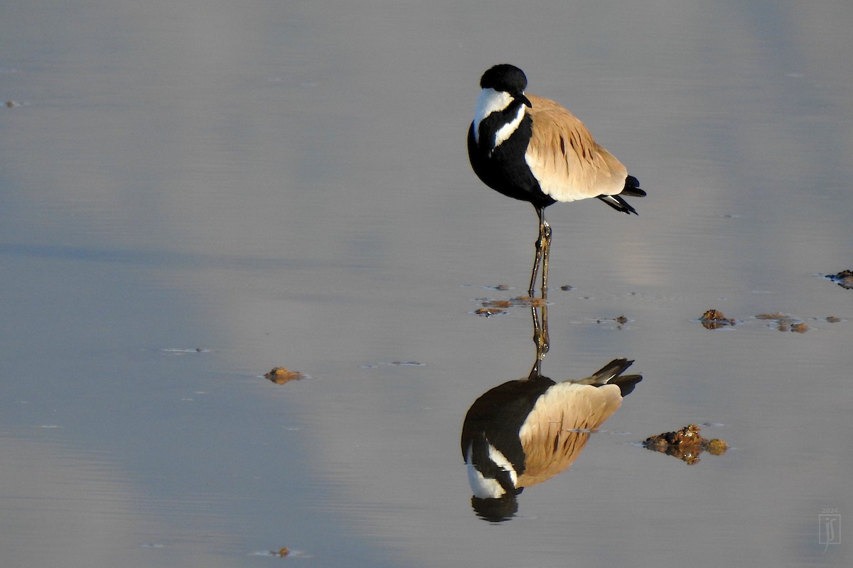 Spur-winged Lapwing - ML628129815