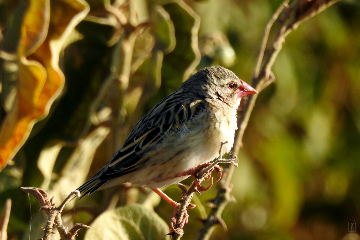 Red-billed Quelea - ML628129820