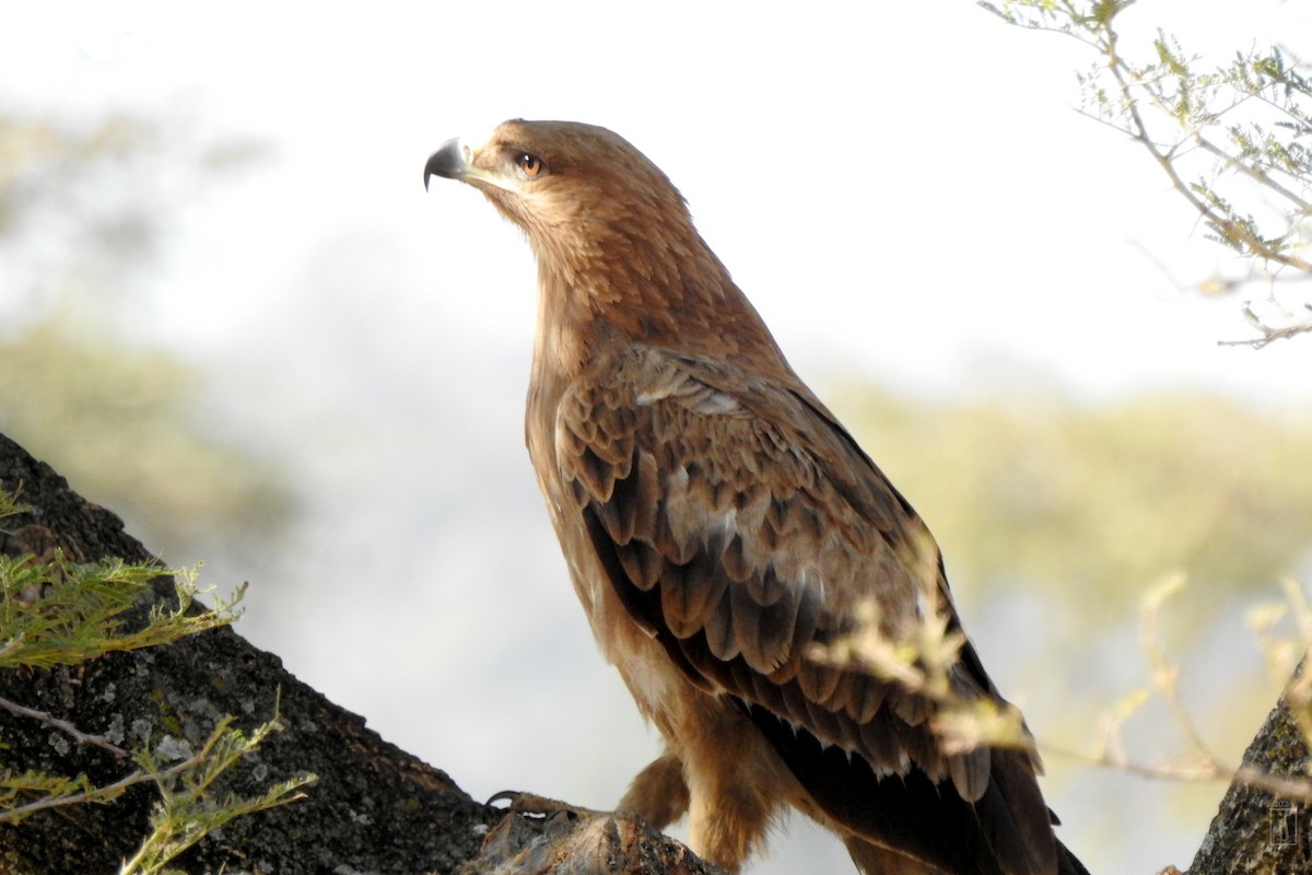 Tawny Eagle - ML628129825