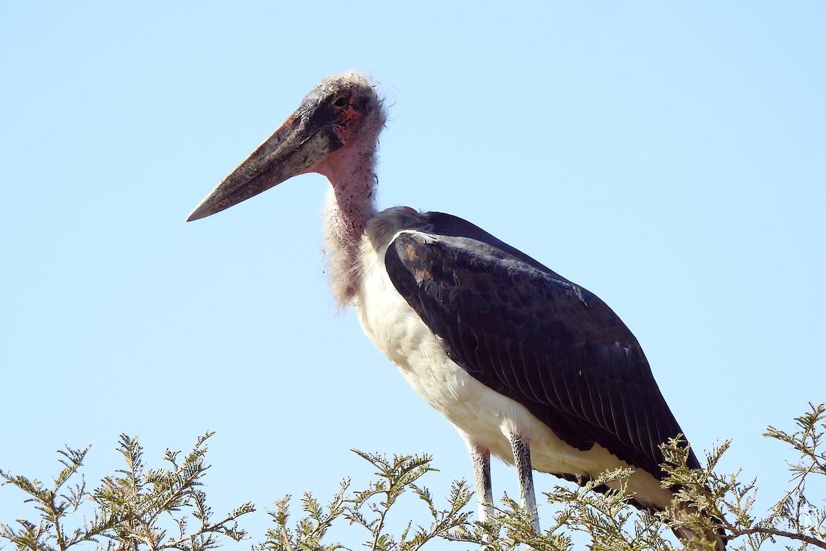 Marabou Stork - ML628129842