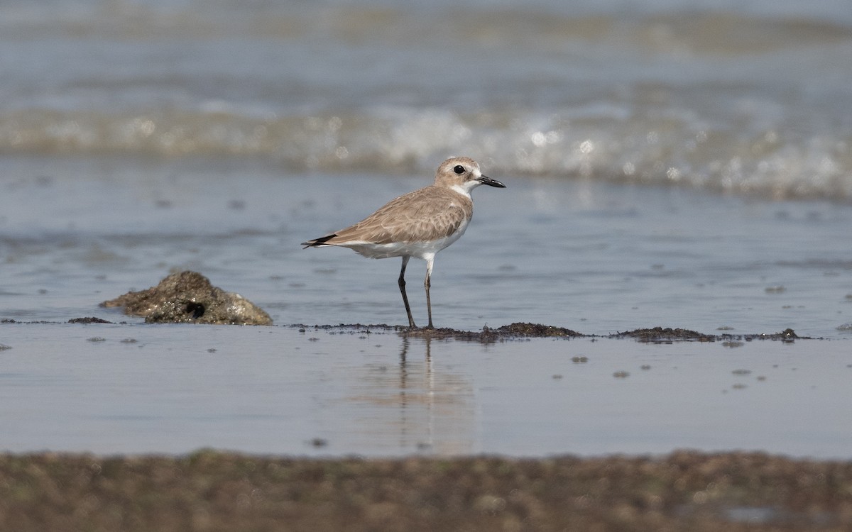 Greater Sand-Plover - ML628129843