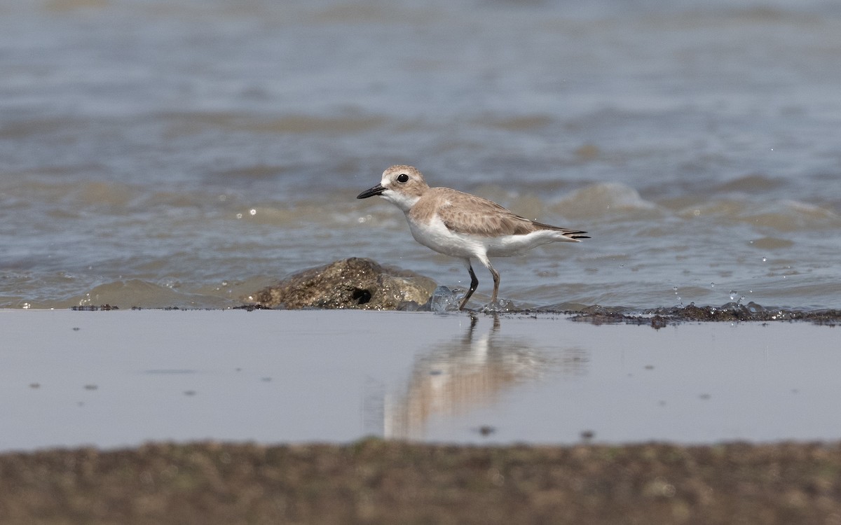 Greater Sand-Plover - ML628129852