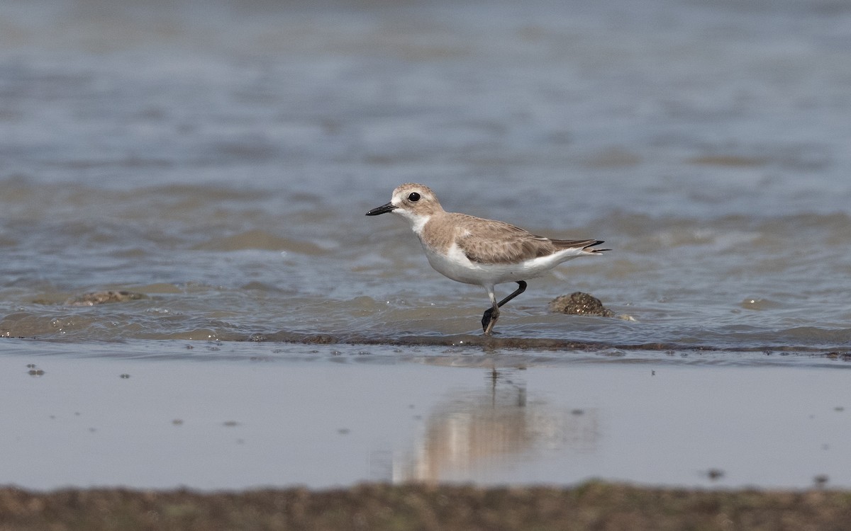 Greater Sand-Plover - ML628129864