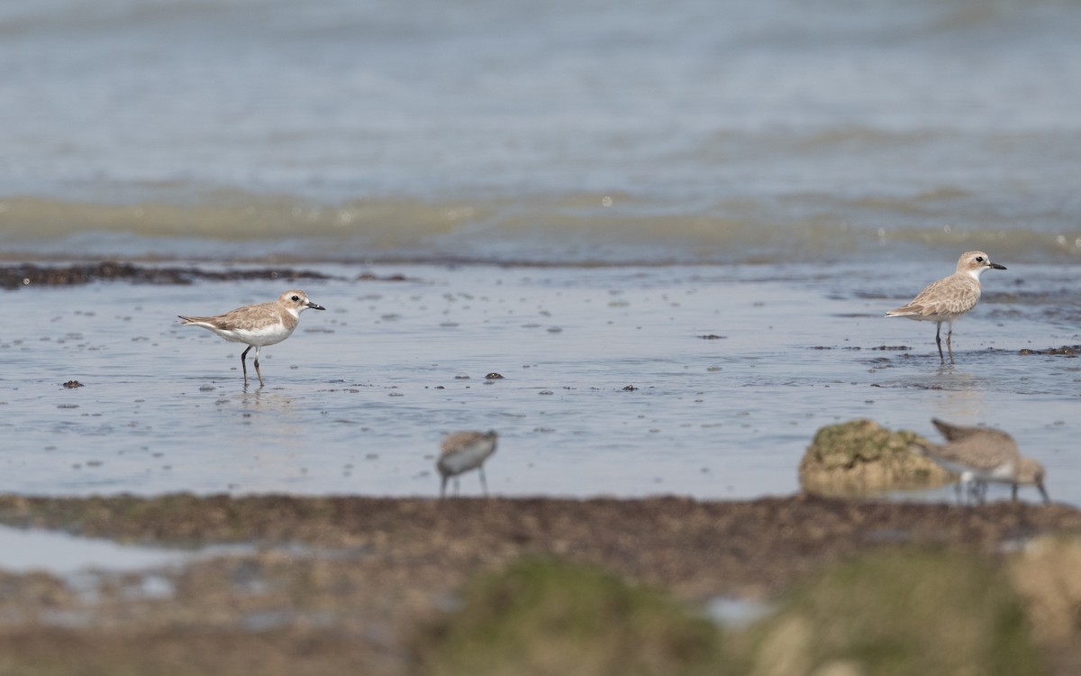 Greater Sand-Plover - ML628129872