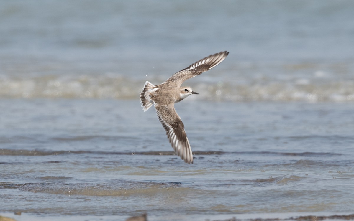 Greater Sand-Plover - ML628129883