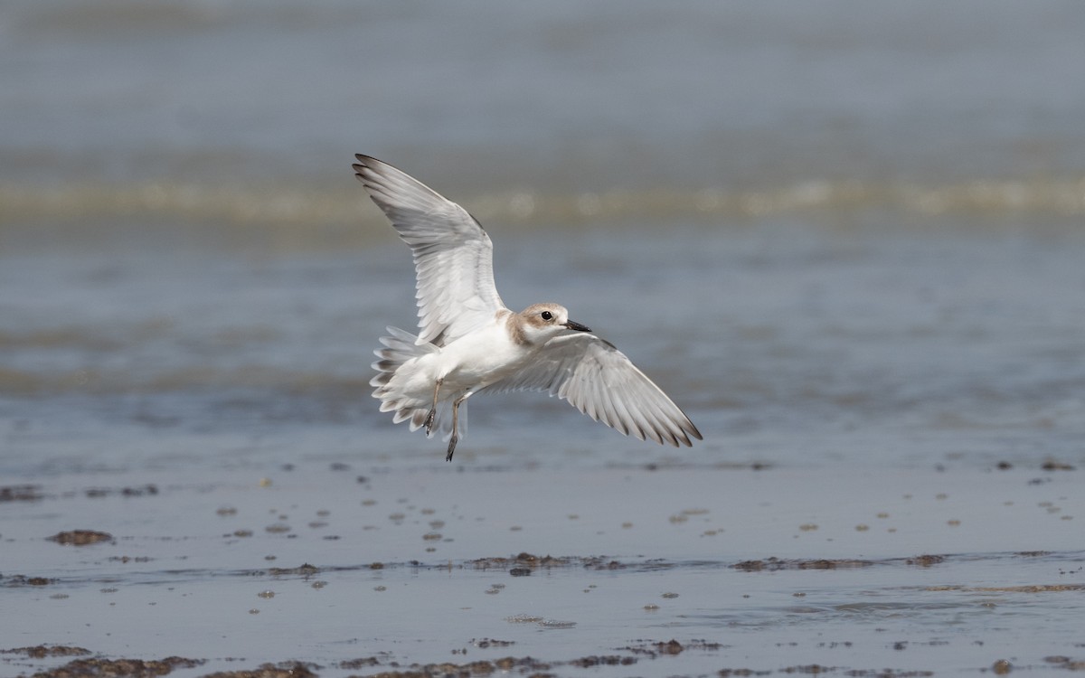 Greater Sand-Plover - ML628129886