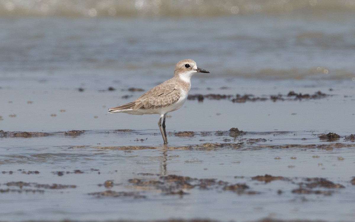Greater Sand-Plover - ML628129895
