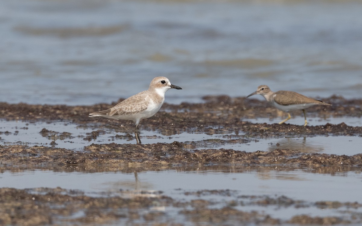 Greater Sand-Plover - ML628129906