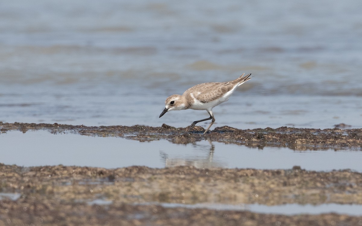 Greater Sand-Plover - ML628129918