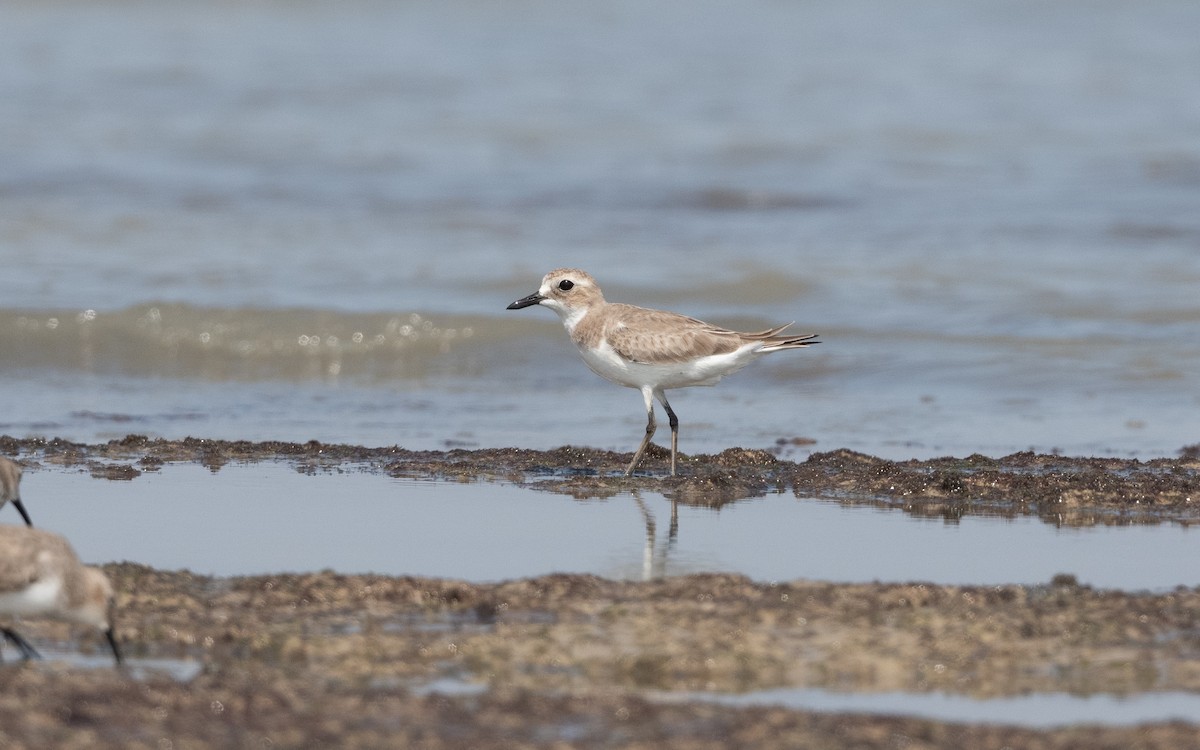 Greater Sand-Plover - ML628129919