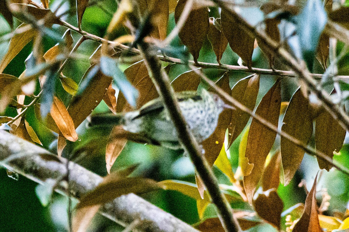 Sharpbill - ML628129945