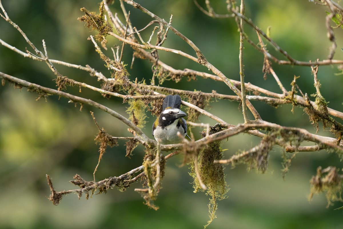 Buff-throated Saltator - ML628129954