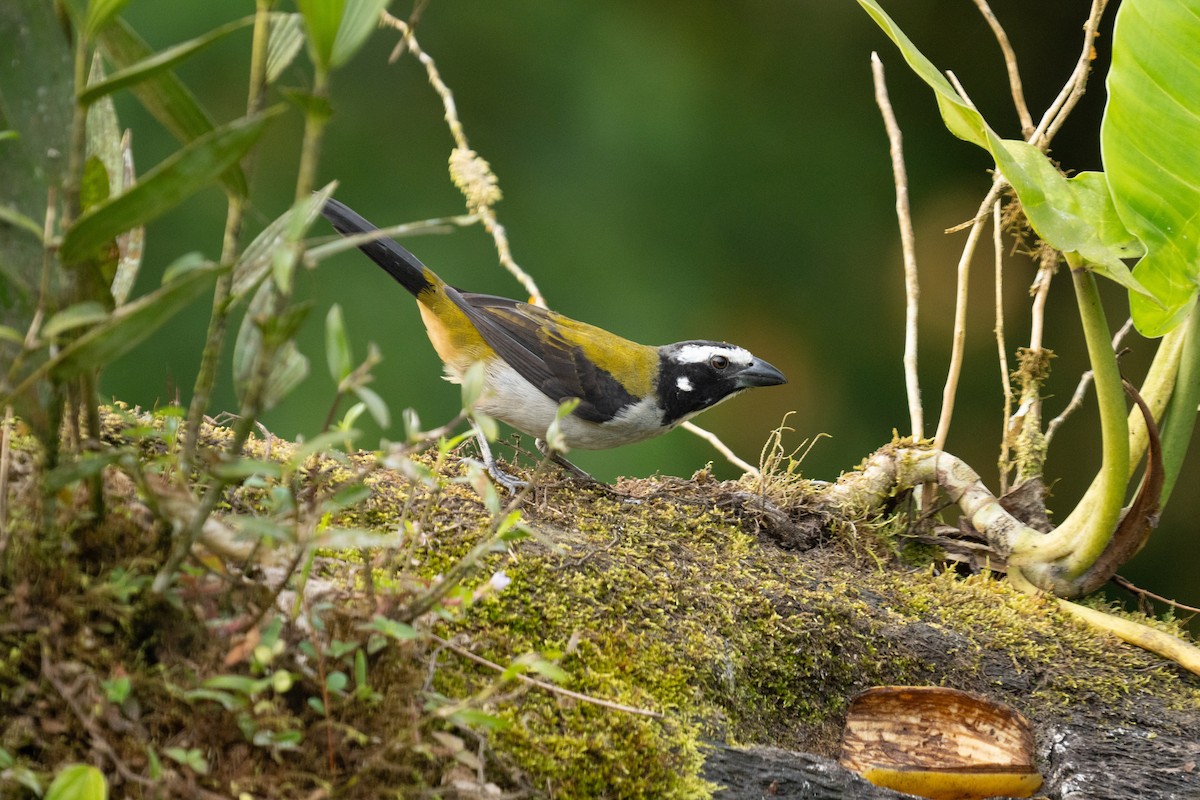 Buff-throated Saltator - ML628129956