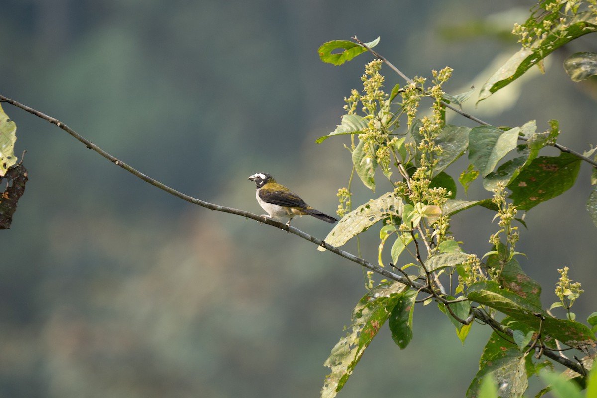 Buff-throated Saltator - ML628129960