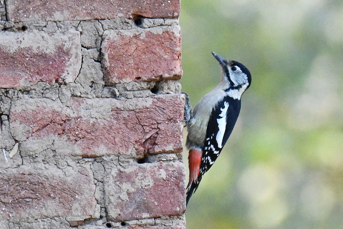 Himalayan Woodpecker - ML628130046