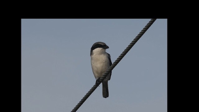 Loggerhead Shrike - ML628130072