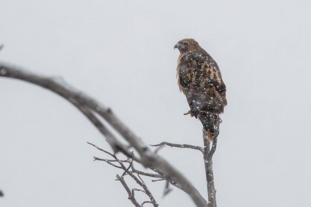 Red-tailed Hawk - ML628130094