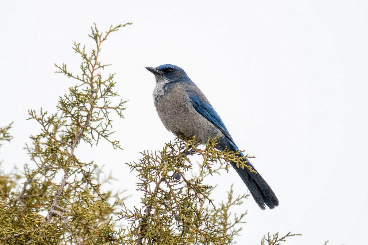 Woodhouse's Scrub-Jay - ML628130098