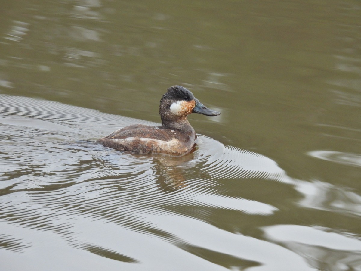 Ruddy Duck - ML628130103