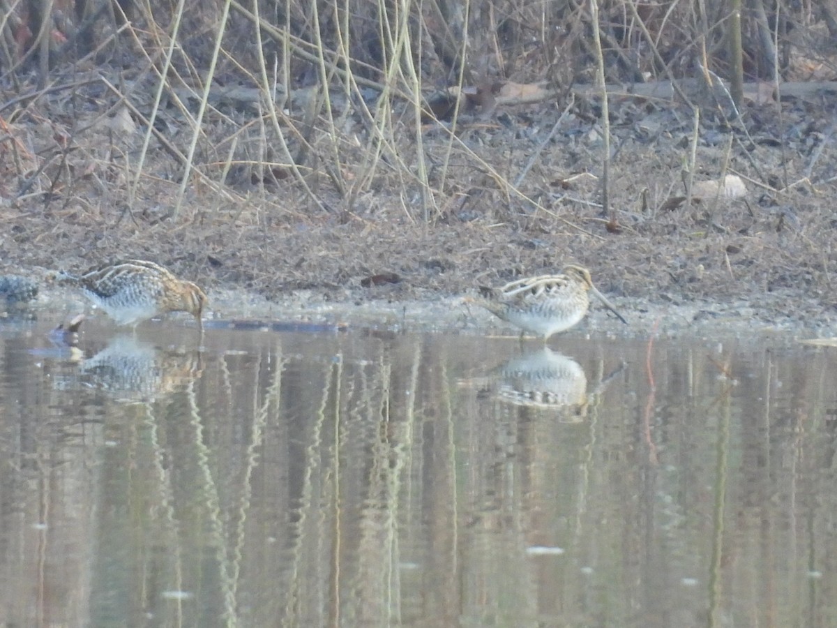 Wilson's Snipe - ML628130115