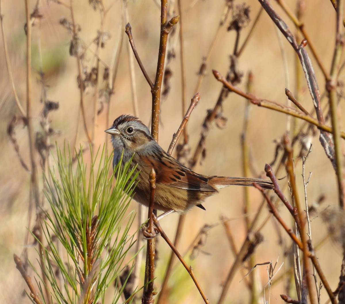 Swamp Sparrow - ML628130195