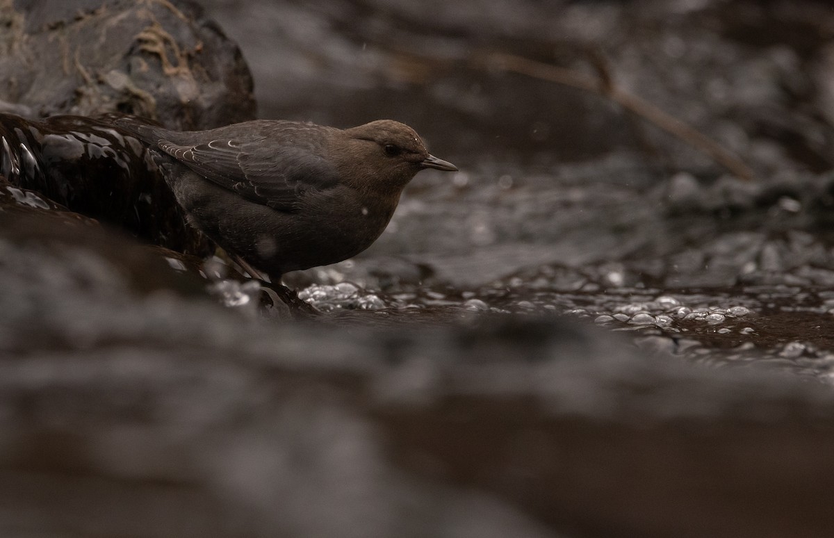 American Dipper - ML628130226