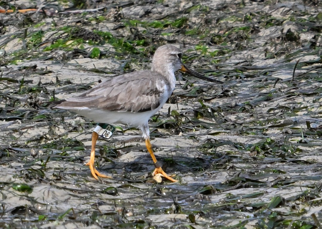 Terek Sandpiper - ML628130259