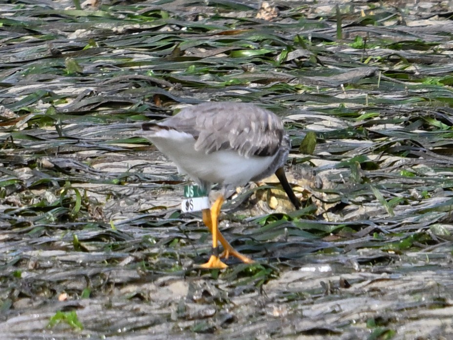 Terek Sandpiper - ML628130260