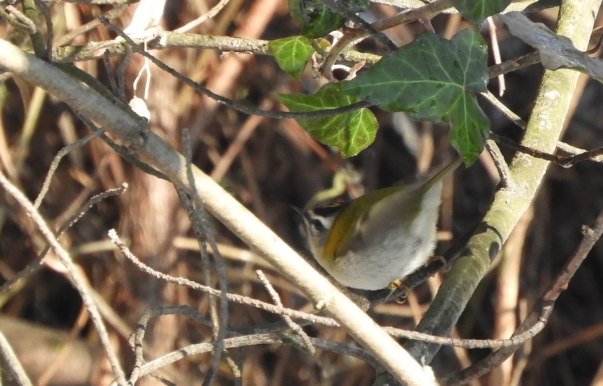 Common Firecrest - ML628130273