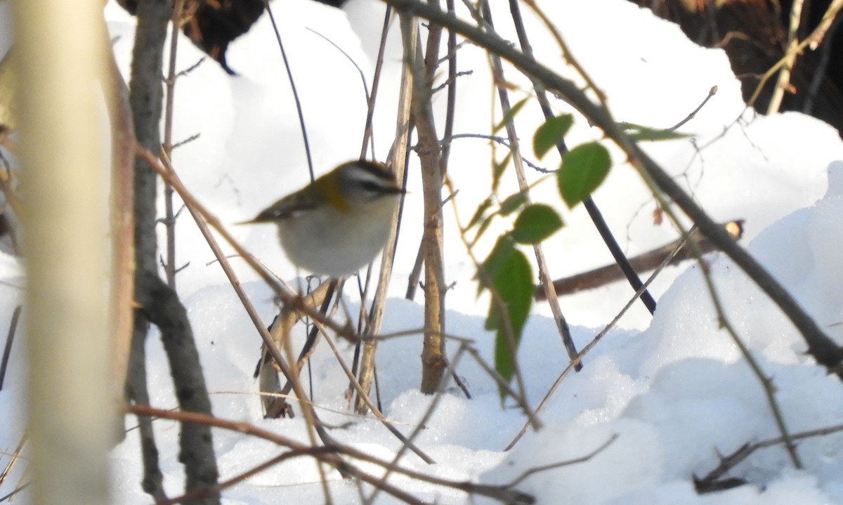 Common Firecrest - ML628130274