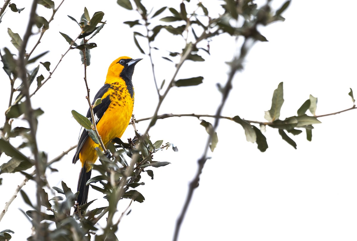 Spot-breasted Oriole - ML628130279