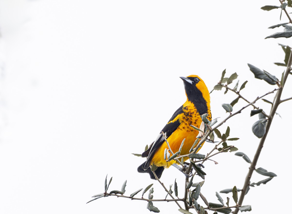 Spot-breasted Oriole - ML628130281