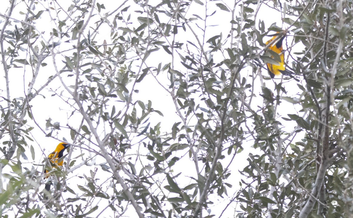 Spot-breasted Oriole - ML628130285