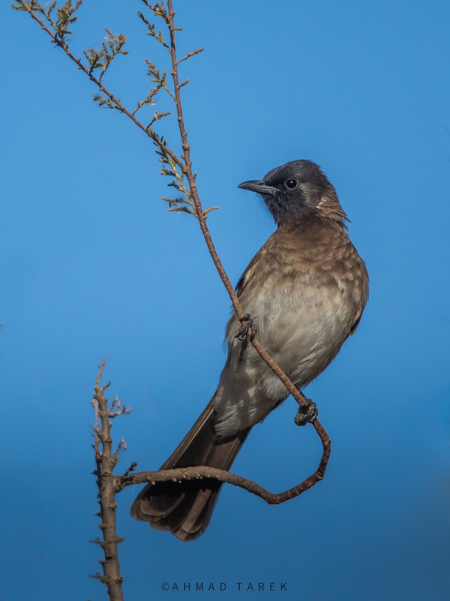 Common Bulbul - ML628130320