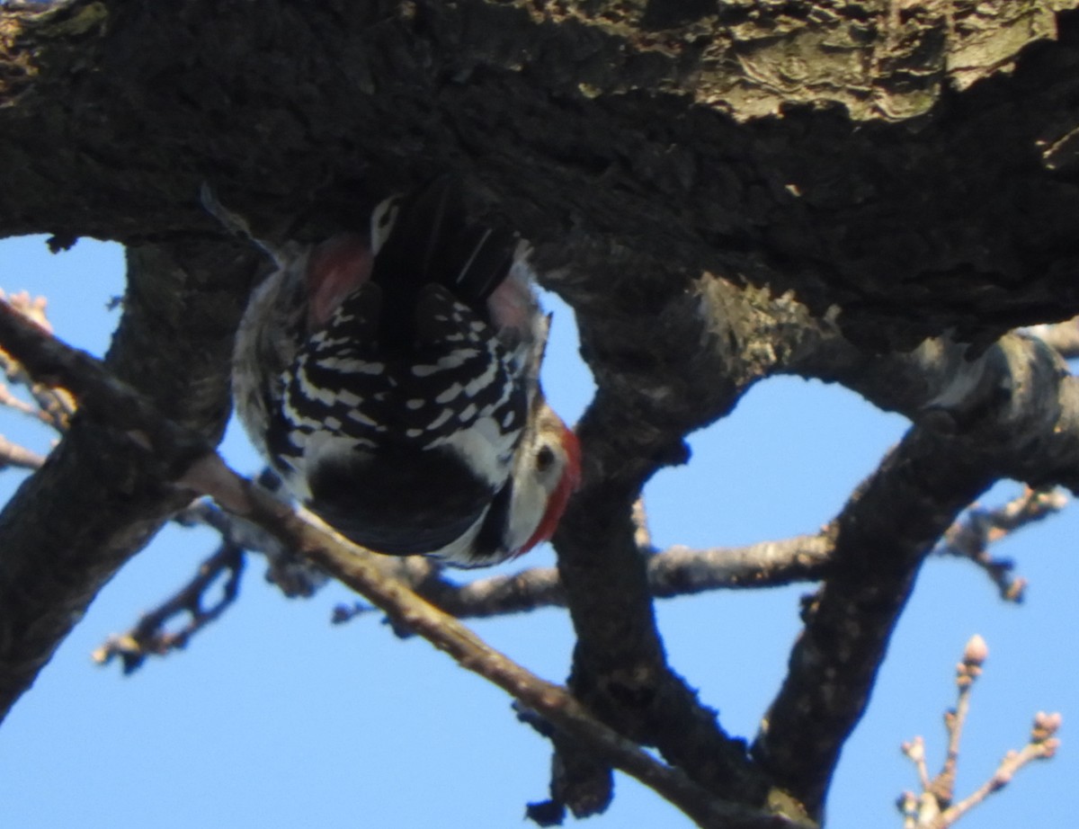 Middle Spotted Woodpecker - ML628130330