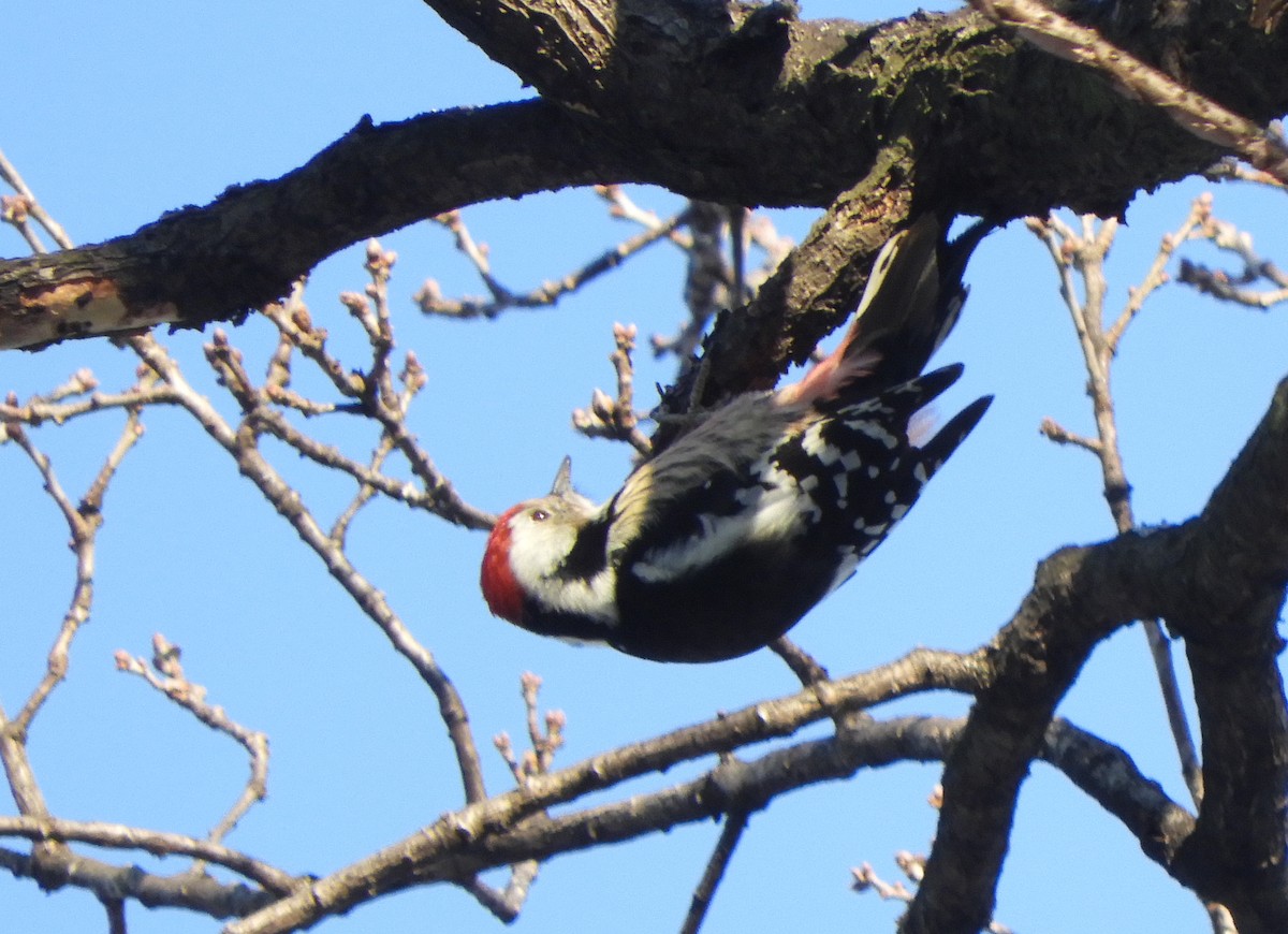 Middle Spotted Woodpecker - ML628130331