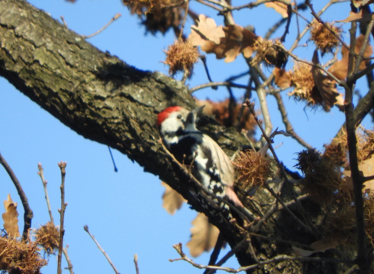 Middle Spotted Woodpecker - ML628130344
