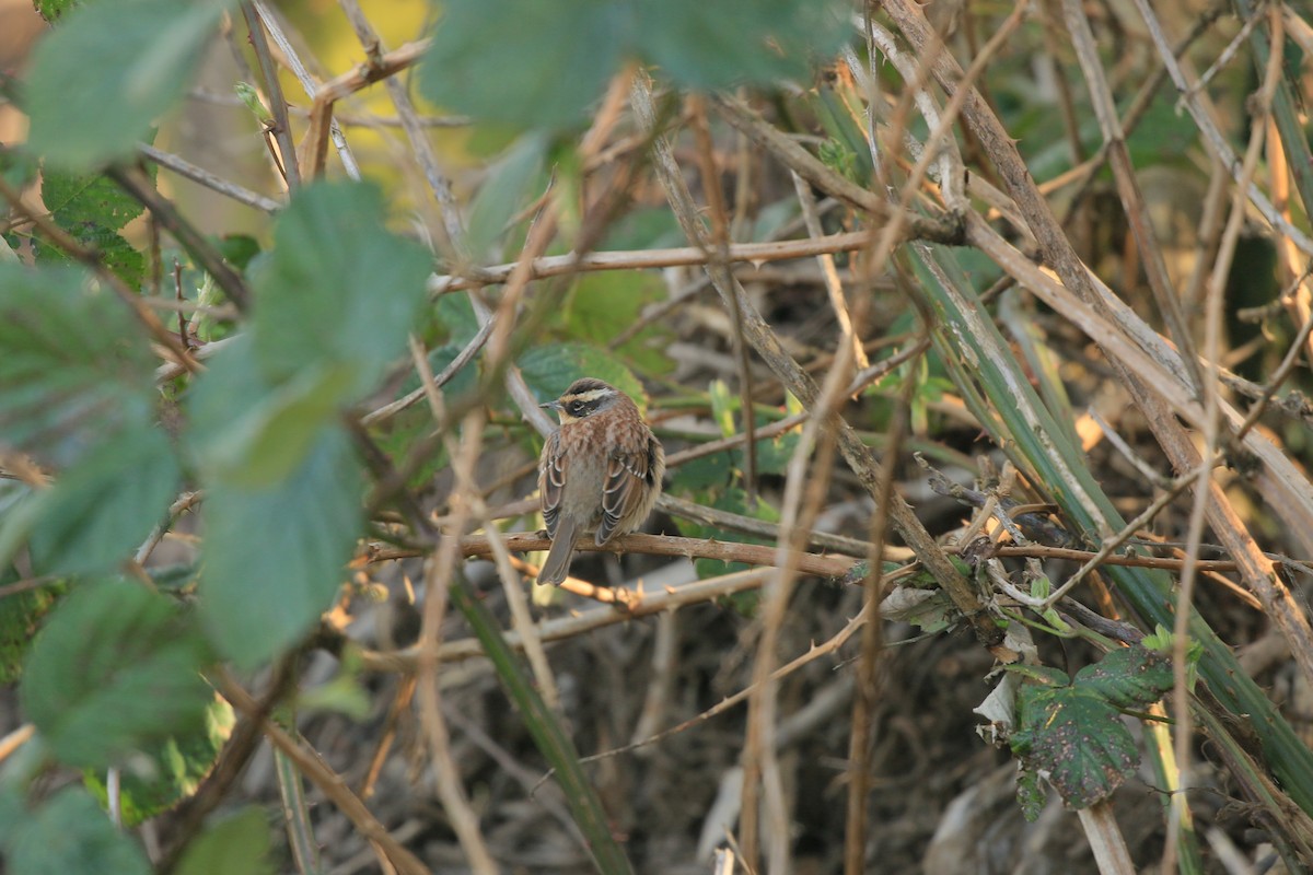 Siberian Accentor - ML628130384