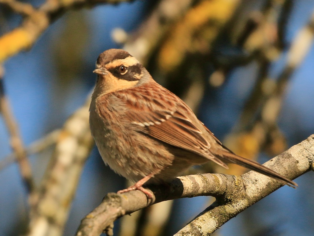 Siberian Accentor - ML628130409
