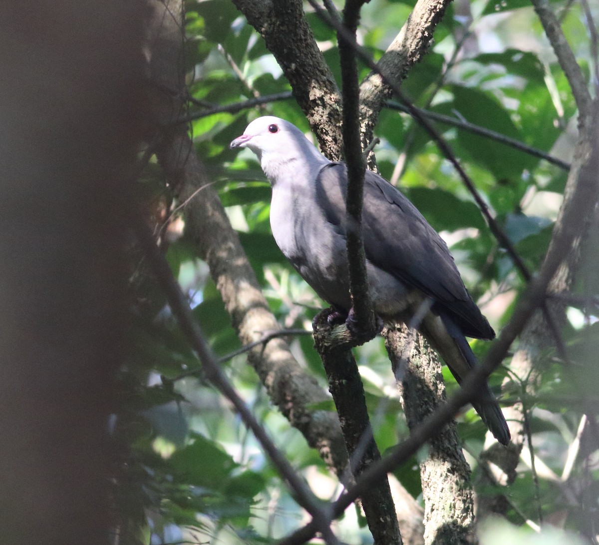 Malabar Imperial-Pigeon - ML628130452