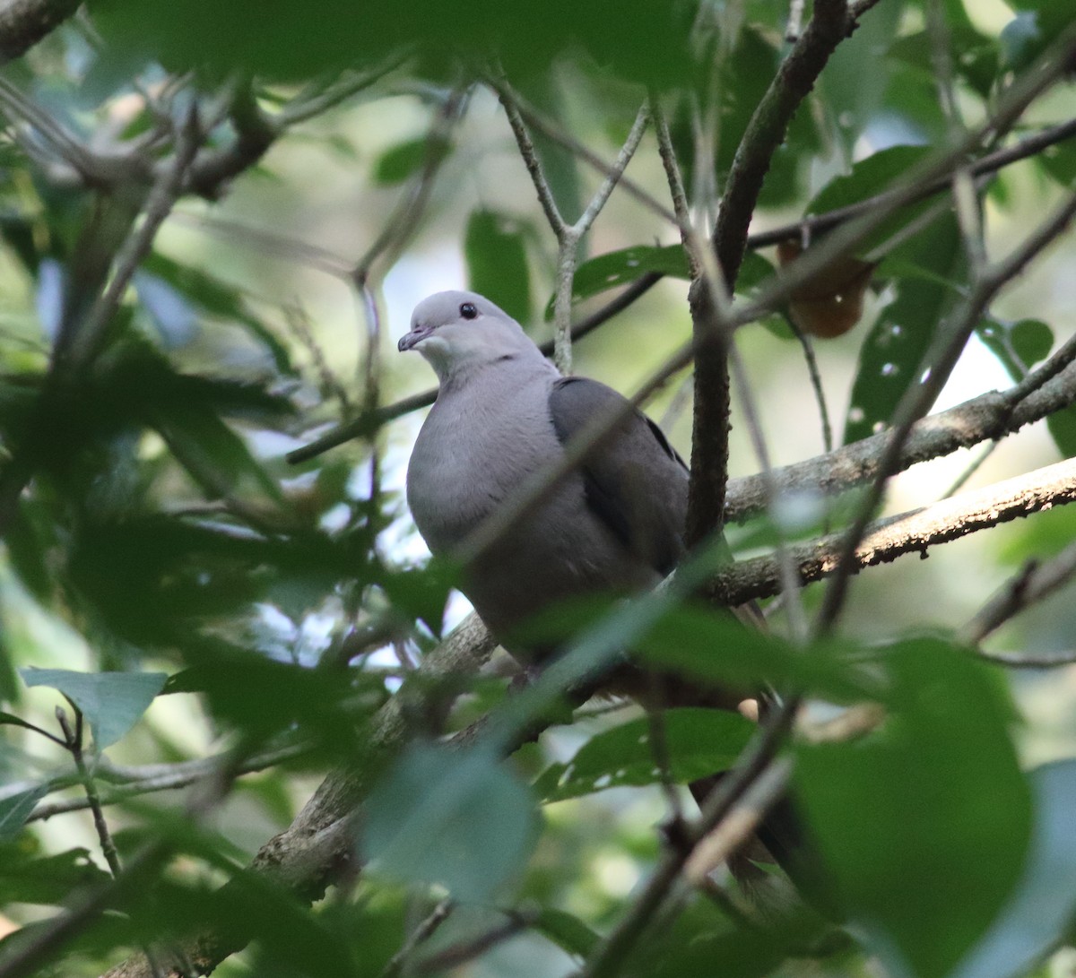 Malabar Imperial-Pigeon - ML628130454