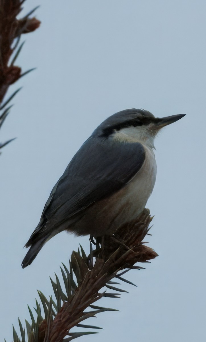 Өрнийн тоншголжин - ML628130496