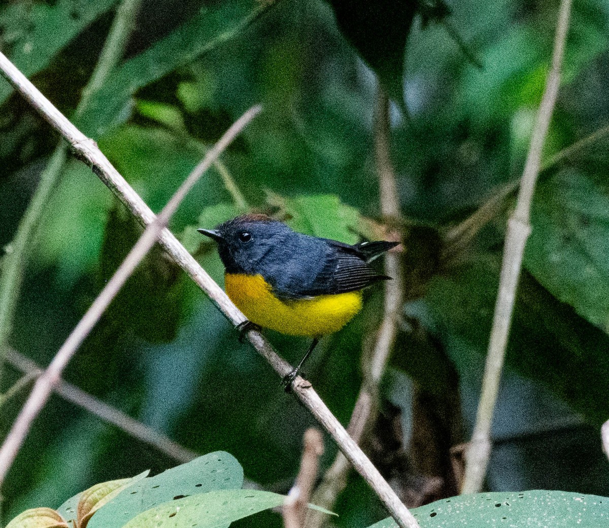 Slate-throated Redstart - ML628130752