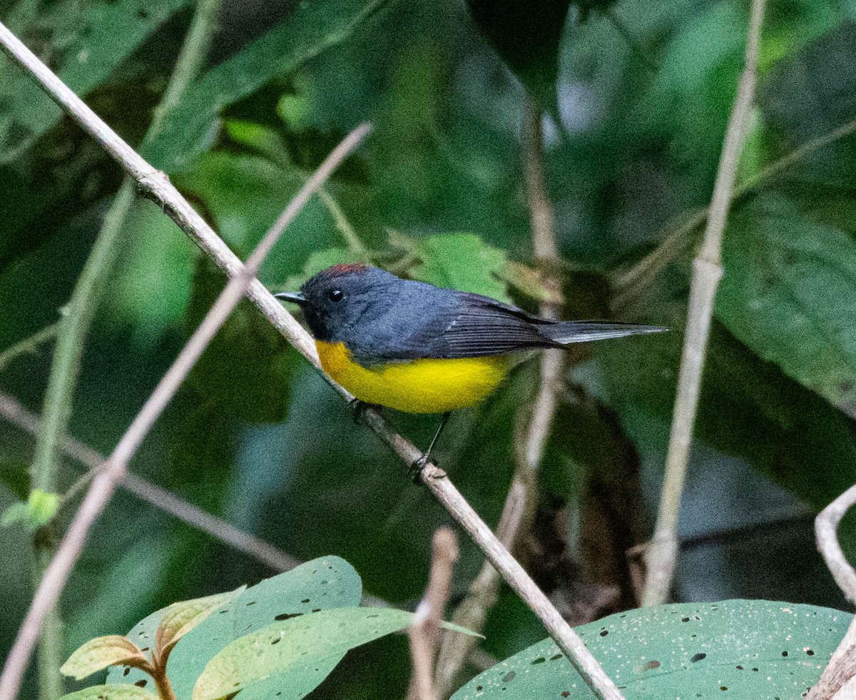 Slate-throated Redstart - ML628130766