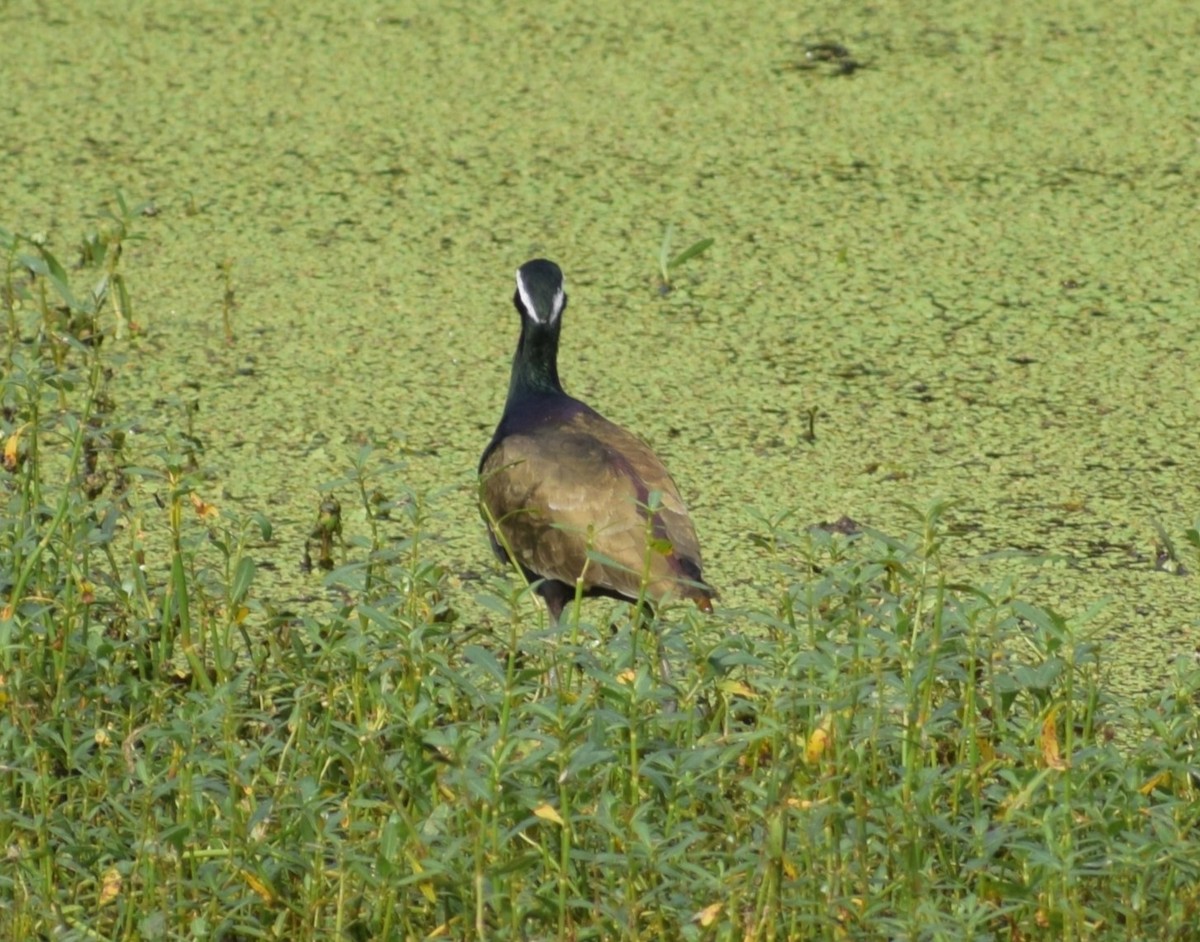 Bronzeblatthühnchen - ML628130858