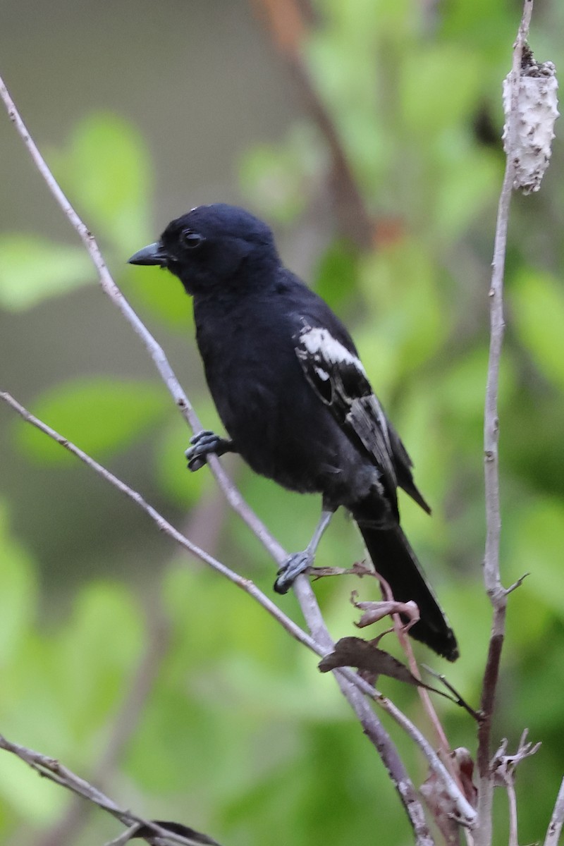 Southern Black-Tit - ML628130872