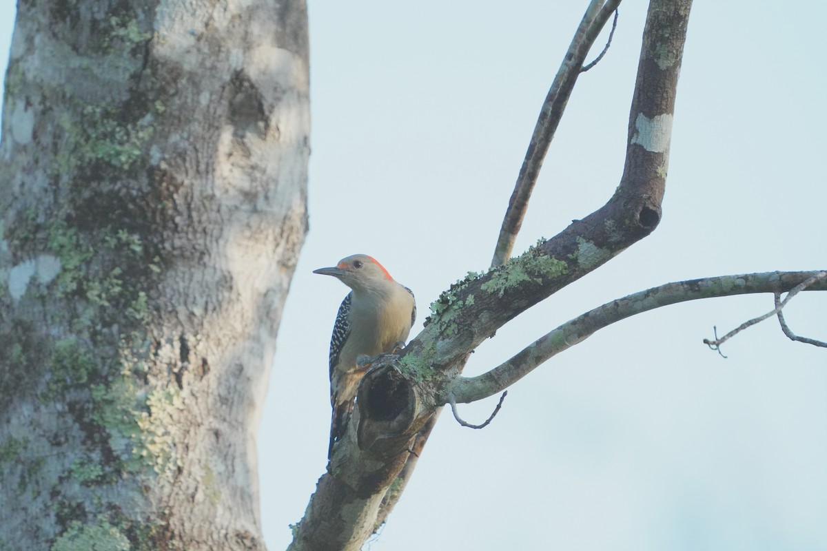 Red-bellied Woodpecker - ML628130892